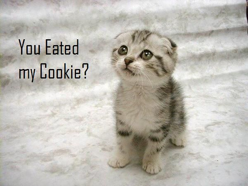 eated-cookie-lolcat.jpg